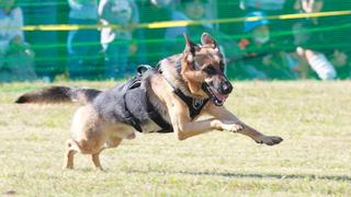 警備犬訓練展示ハイライト